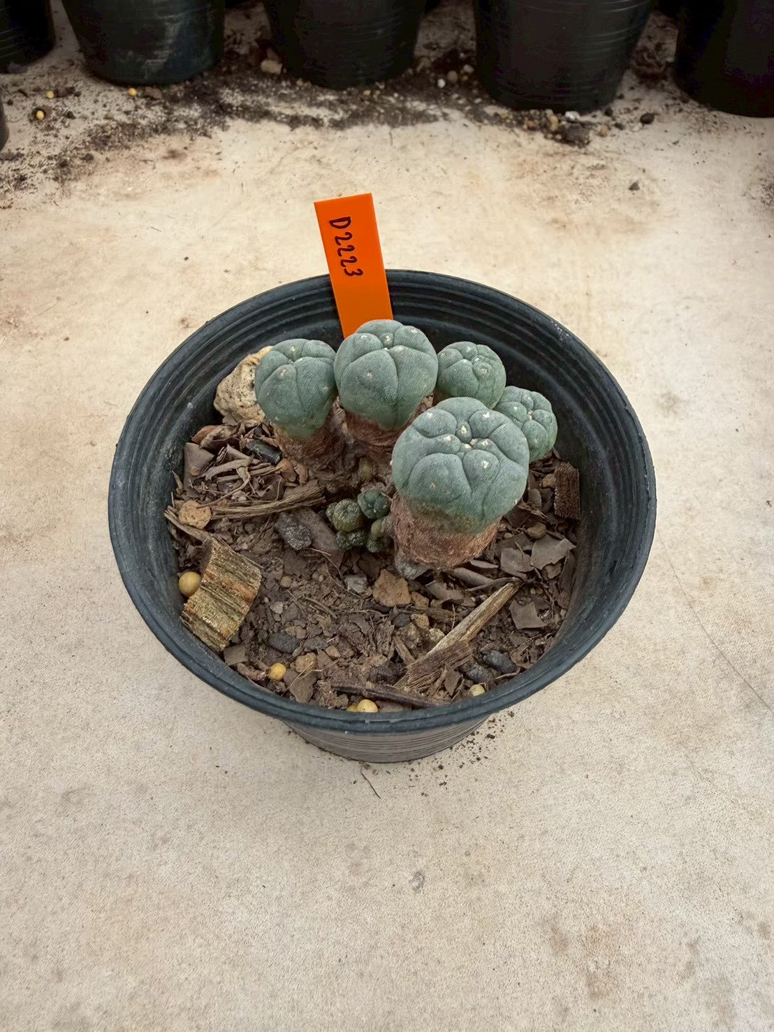 Lophophora williamsii – Peyote Cactus (Seed Grown, 3-3.5 cm, Own Root) 12 years old