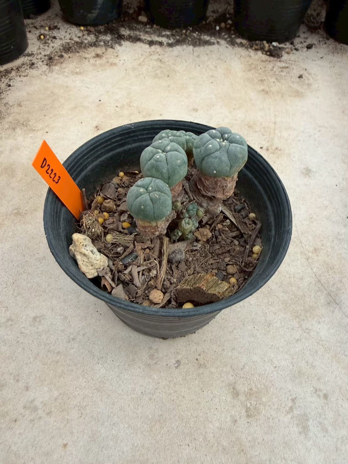 Lophophora williamsii – Peyote Cactus (Seed Grown, 3-3.5 cm, Own Root) 12 years old