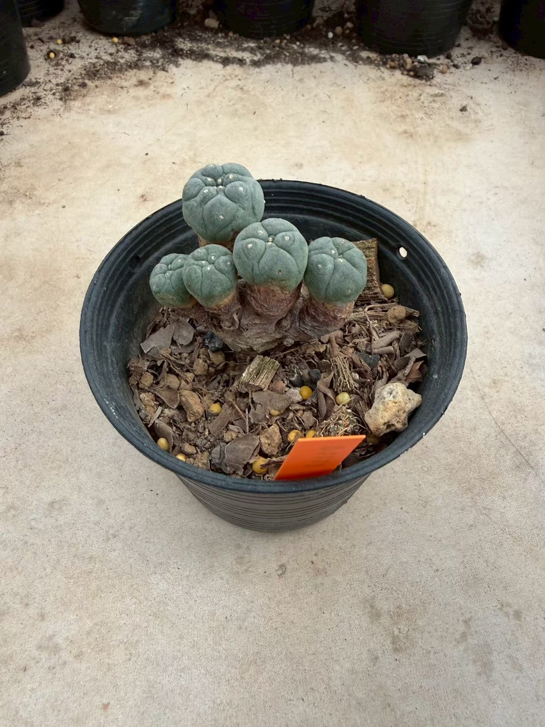 Lophophora williamsii – Peyote Cactus (Seed Grown, 3-3.5 cm, Own Root) 12 years old
