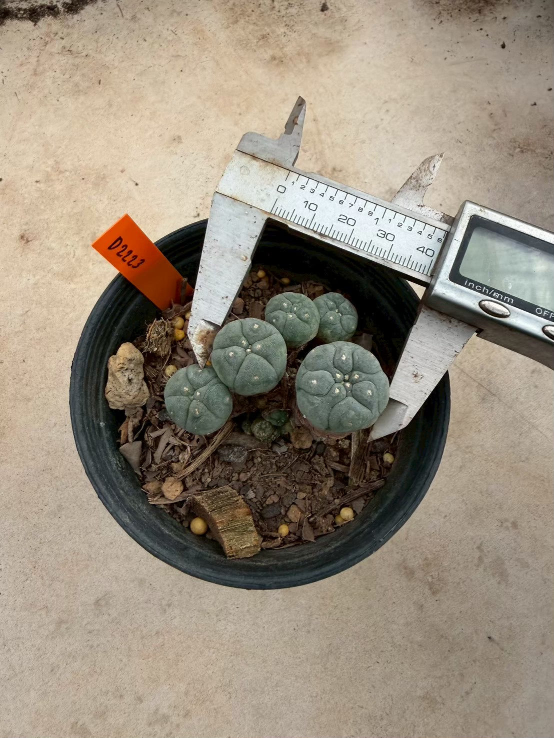 Lophophora williamsii – Peyote Cactus (Seed Grown, 3-3.5 cm, Own Root) 12 years old
