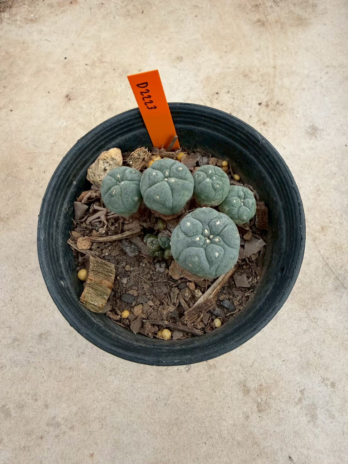 Lophophora williamsii – Peyote Cactus (Seed Grown, 3-3.5 cm, Own Root) 12 years old