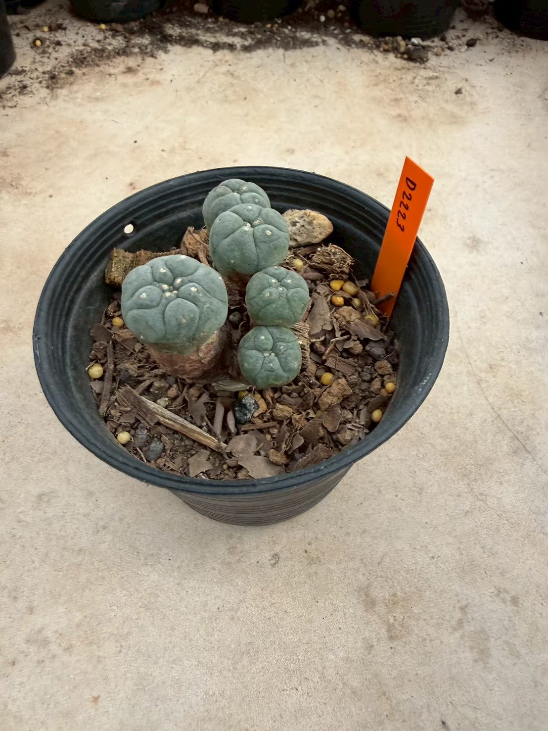 Lophophora williamsii – Peyote Cactus (Seed Grown, 3-3.5 cm, Own Root) 12 years old