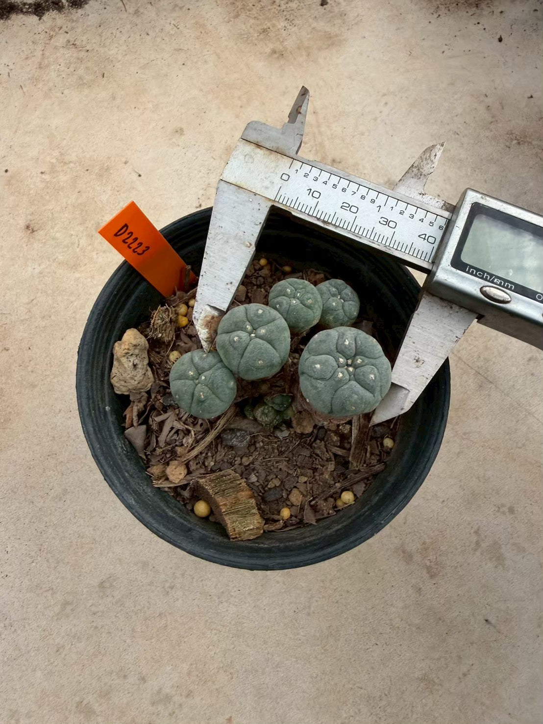 Lophophora williamsii – Peyote Cactus (Seed Grown, 3-3.5 cm, Own Root) 12 years old