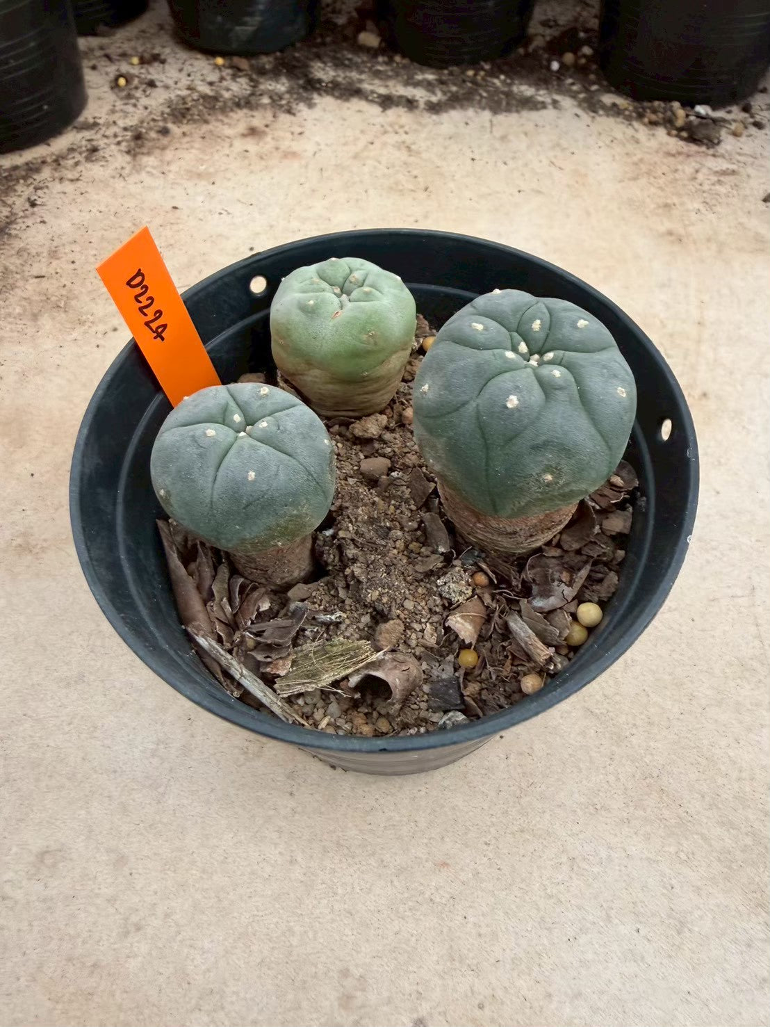 Lophophora williamsii – Peyote Cactus (Seed Grown, 3-3.5 cm, Own Root) 12 years old