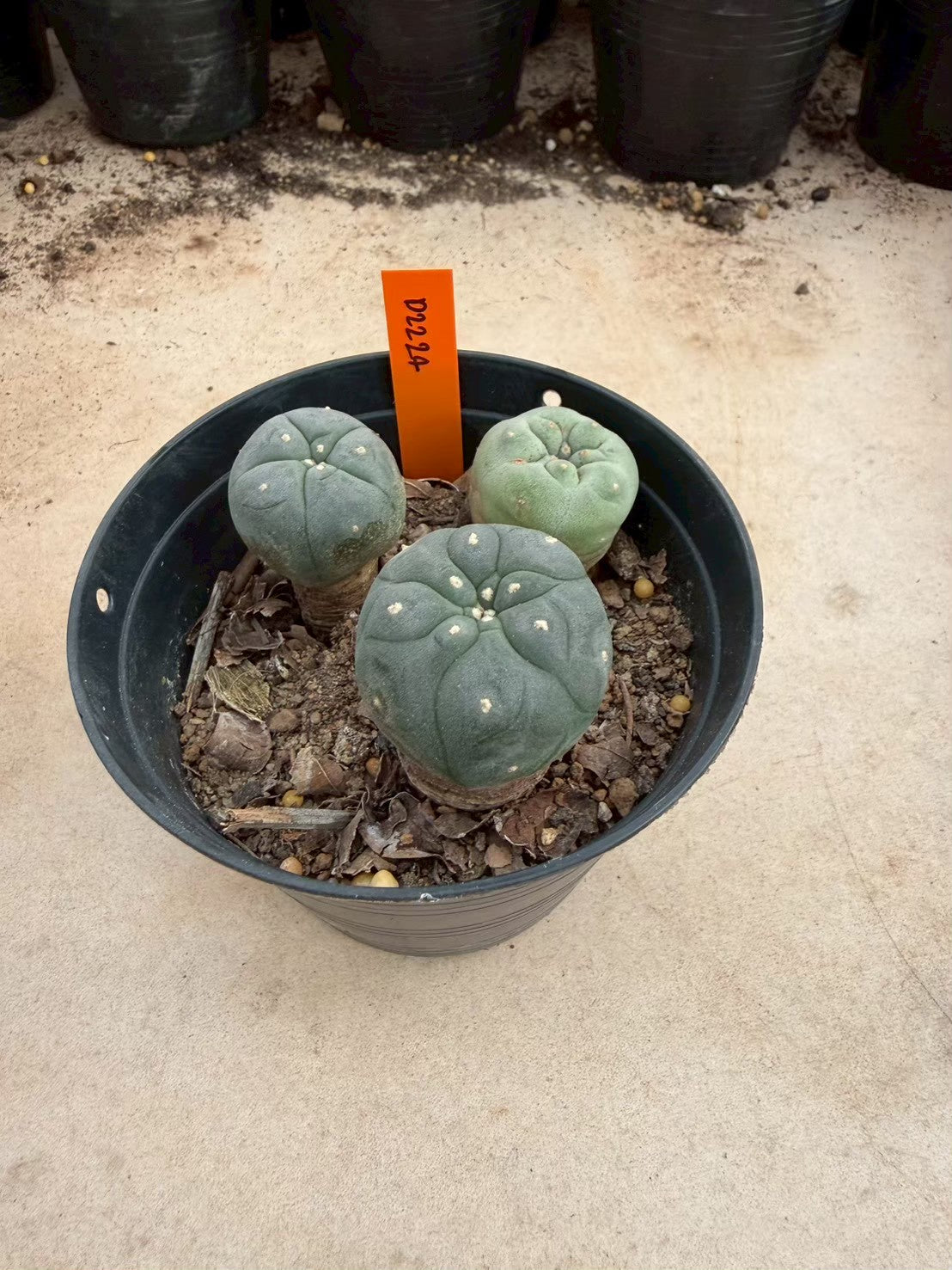 Lophophora williamsii – Peyote Cactus (Seed Grown, 3-3.5 cm, Own Root) 12 years old