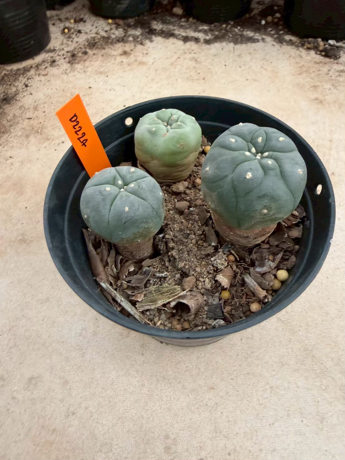 Lophophora williamsii – Peyote Cactus (Seed Grown, 3-3.5 cm, Own Root) 12 years old