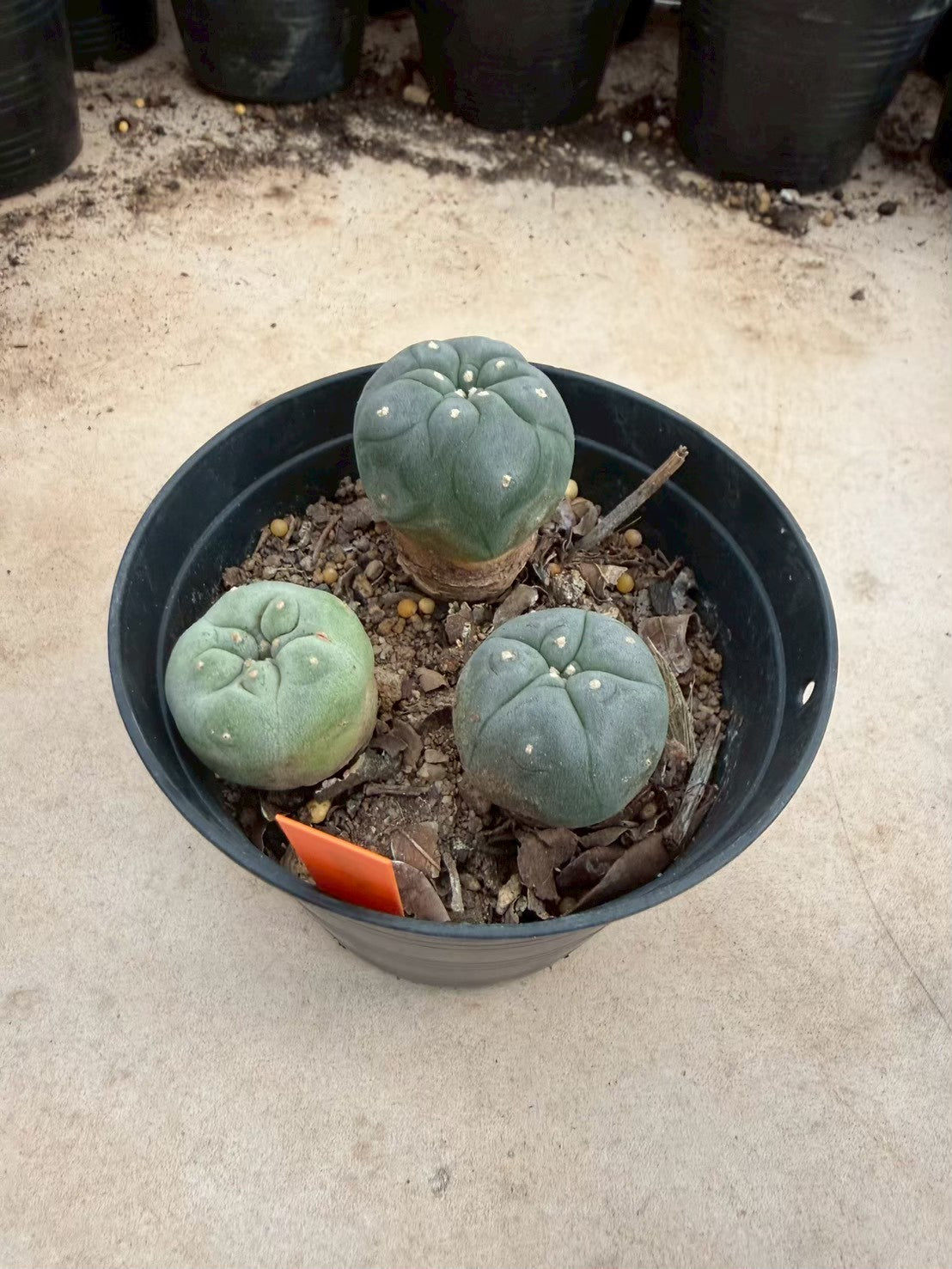Lophophora williamsii – Peyote Cactus (Seed Grown, 3-3.5 cm, Own Root) 12 years old