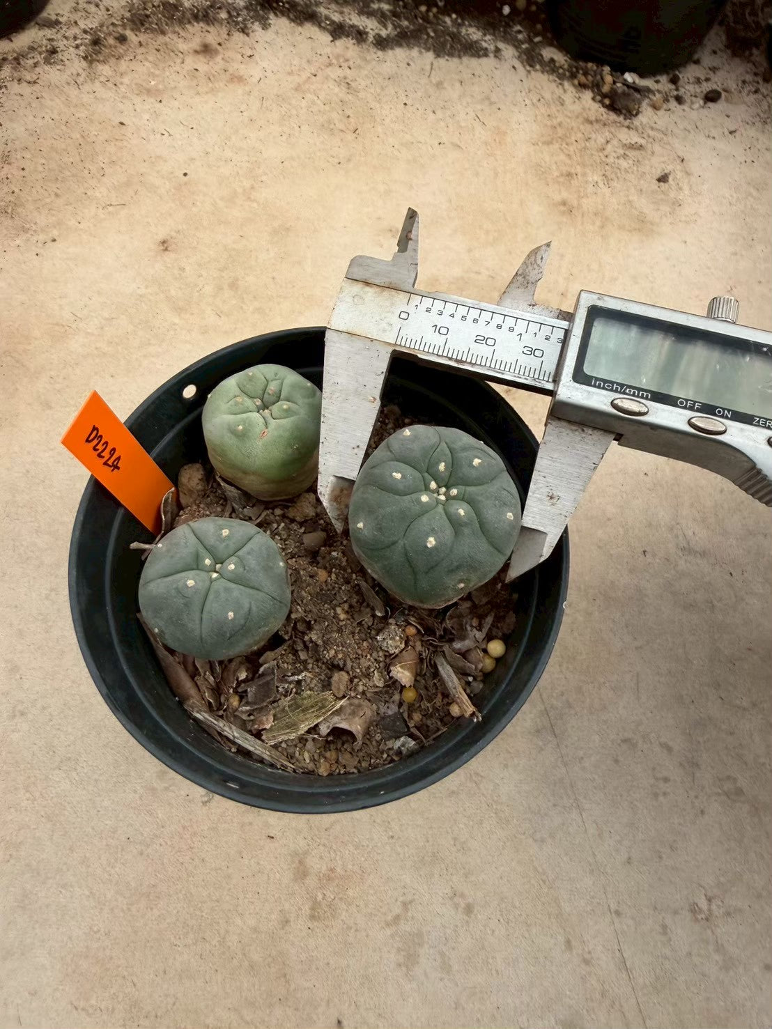 Lophophora williamsii – Peyote Cactus (Seed Grown, 3-3.5 cm, Own Root) 12 years old