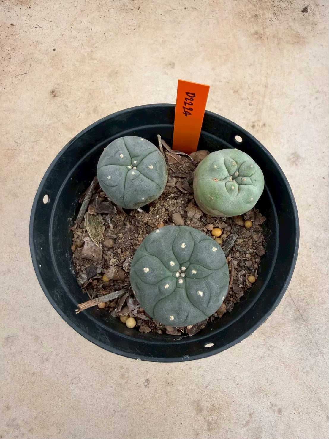 Lophophora williamsii – Peyote Cactus (Seed Grown, 3-3.5 cm, Own Root) 12 years old
