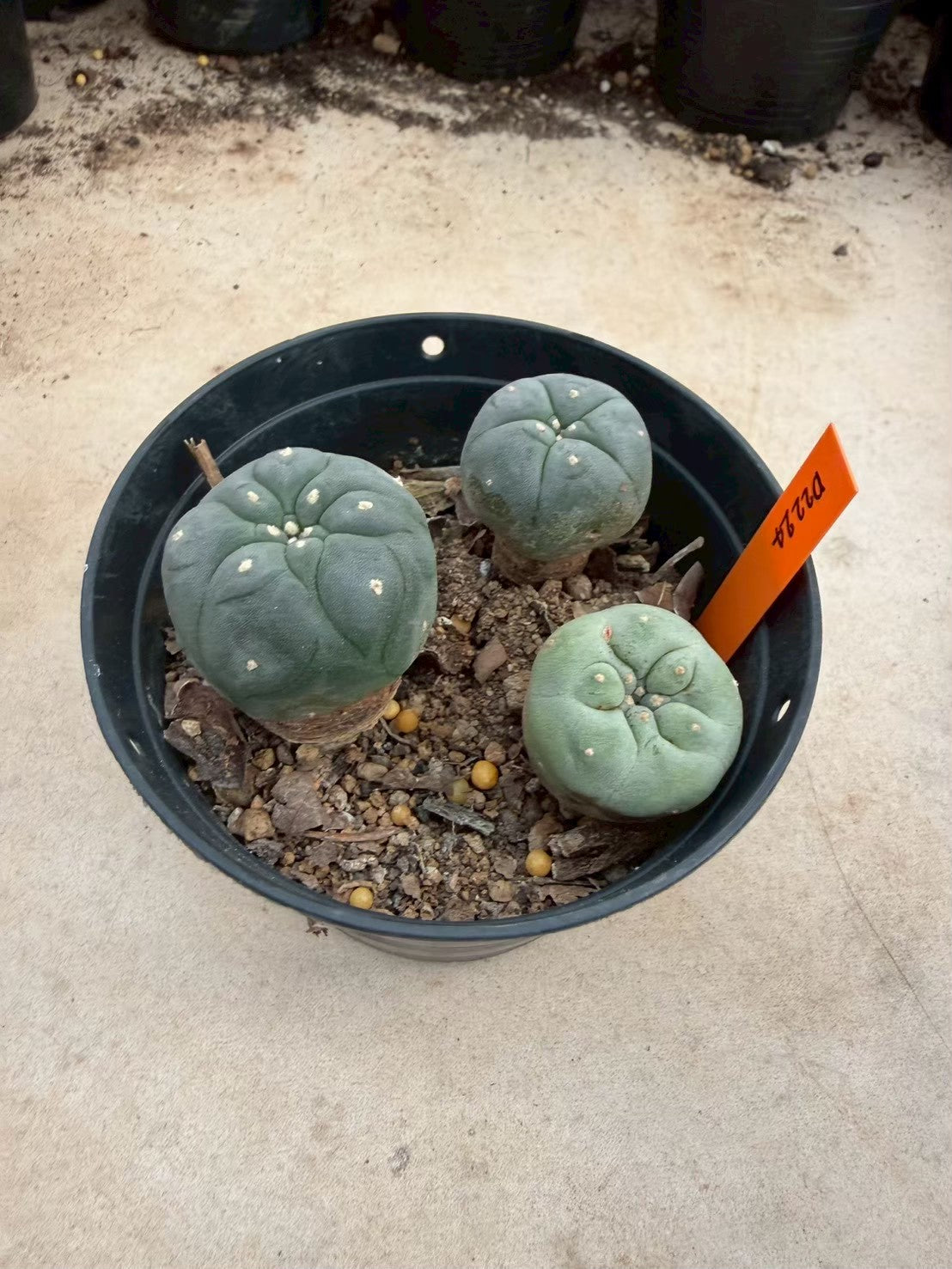 Lophophora williamsii – Peyote Cactus (Seed Grown, 3-3.5 cm, Own Root) 12 years old