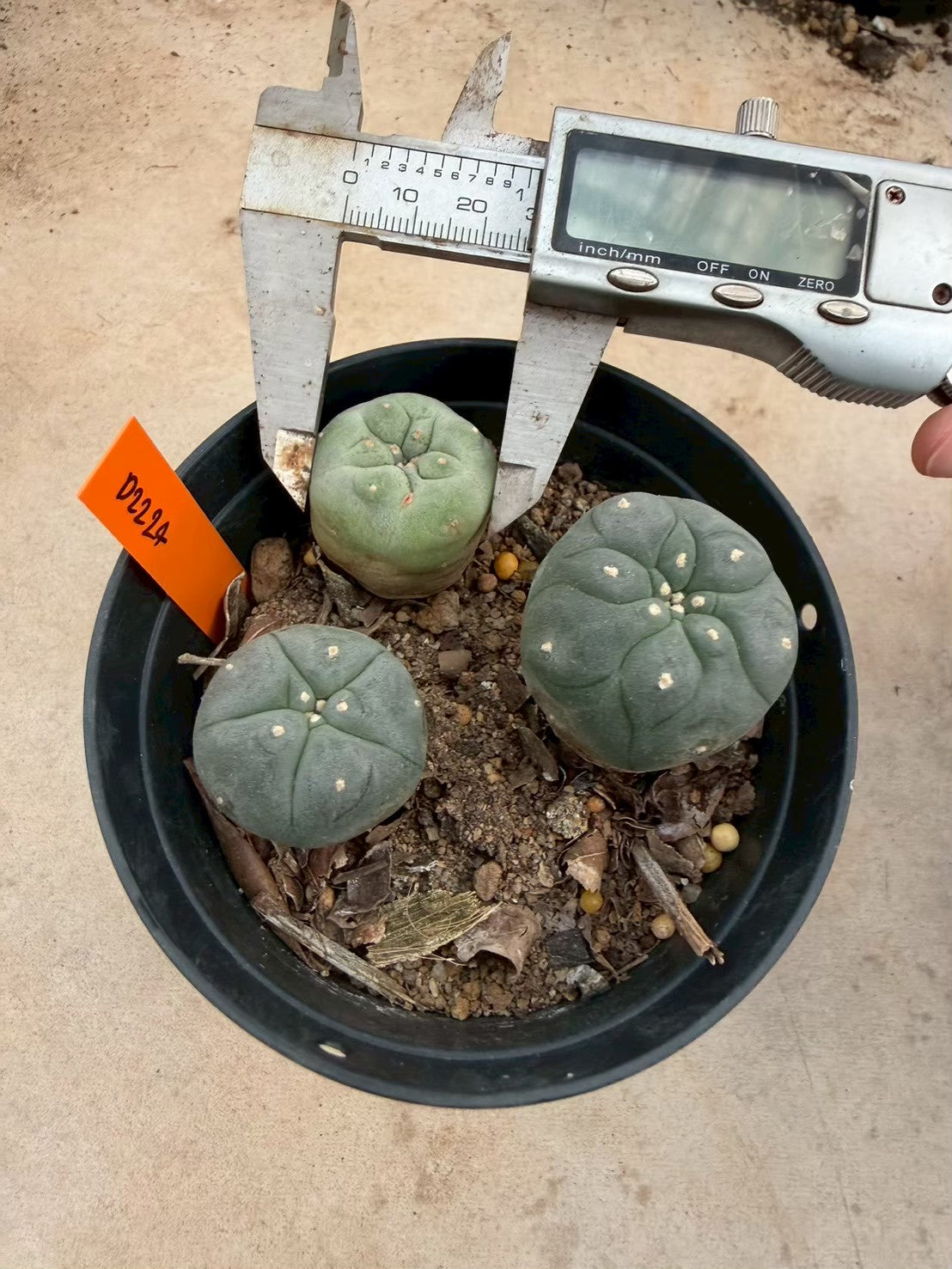 Lophophora williamsii – Peyote Cactus (Seed Grown, 3-3.5 cm, Own Root) 12 years old