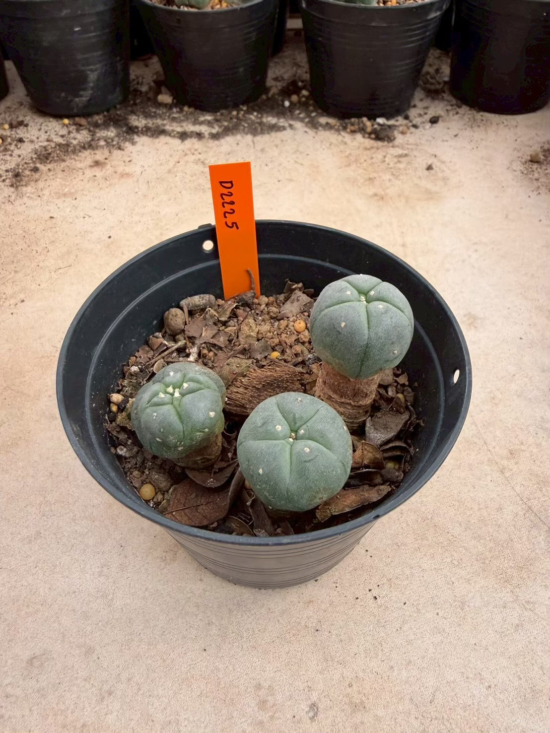 Lophophora williamsii – Peyote Cactus (Seed Grown, 3-3.5 cm, Own Root) 12 years old