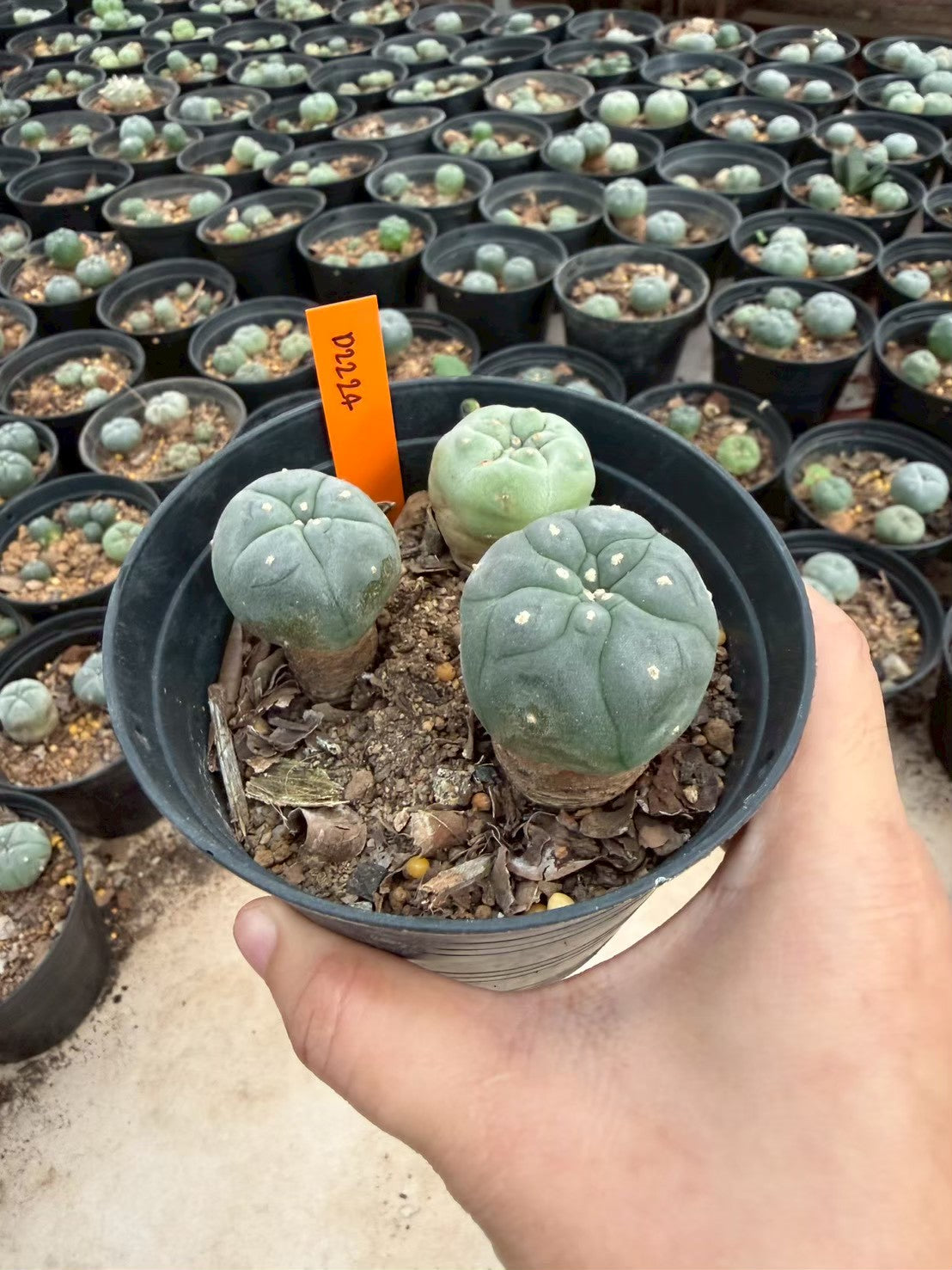 Lophophora williamsii – Peyote Cactus (Seed Grown, 3-3.5 cm, Own Root) 12 years old