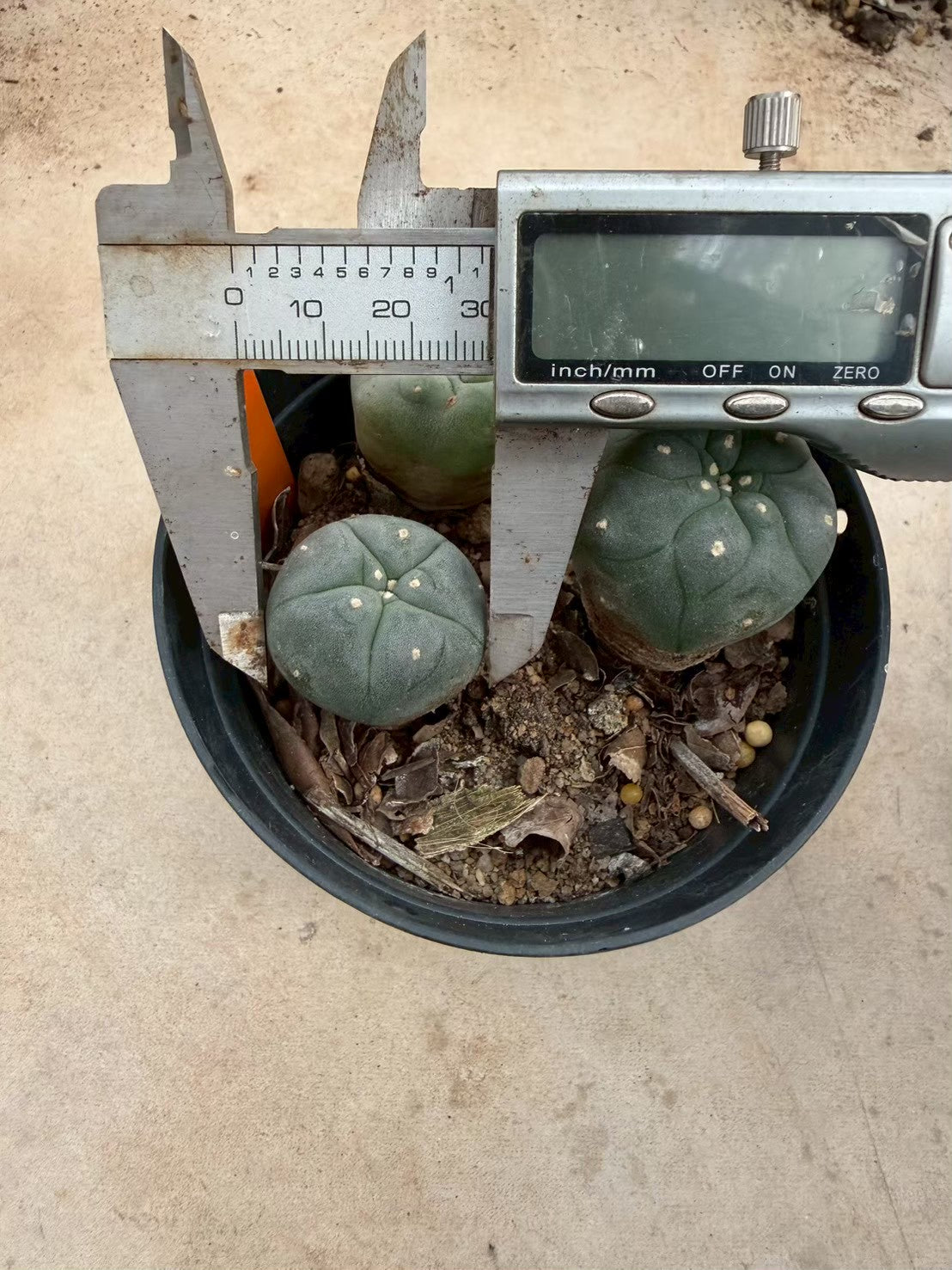 Lophophora williamsii – Peyote Cactus (Seed Grown, 3-3.5 cm, Own Root) 12 years old
