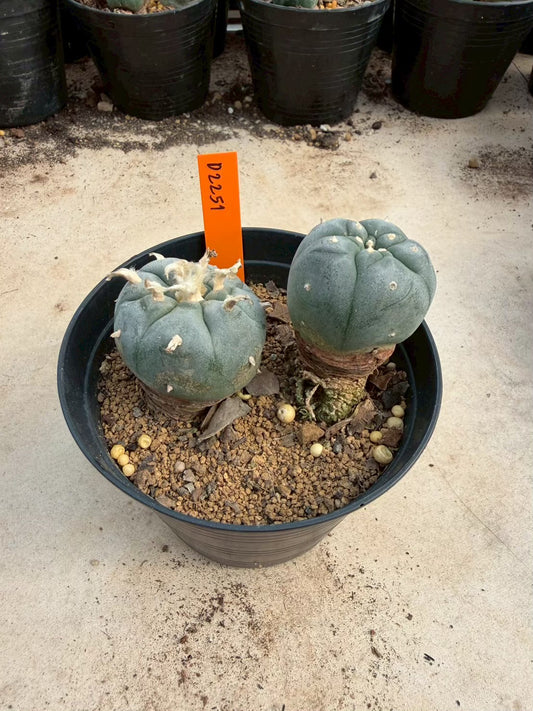 Lophophora williamsii – Peyote Cactus (Seed Grown, 3-3.5 cm, Own Root) 12 years old
