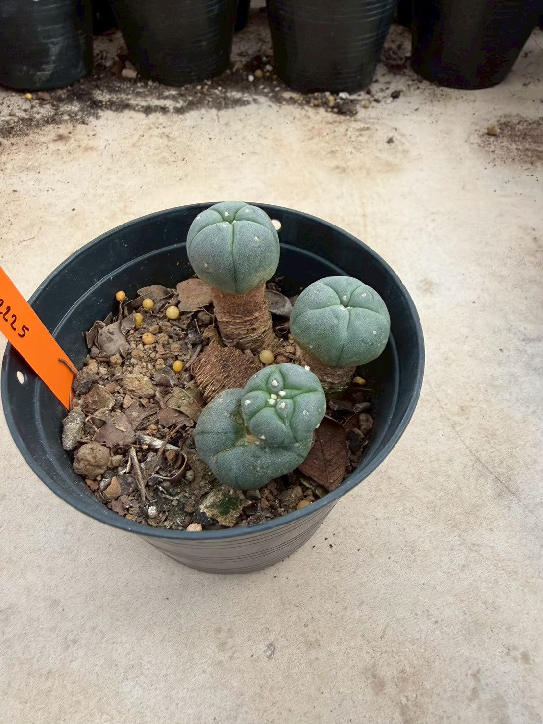 Lophophora williamsii – Peyote Cactus (Seed Grown, 3-3.5 cm, Own Root) 12 years old