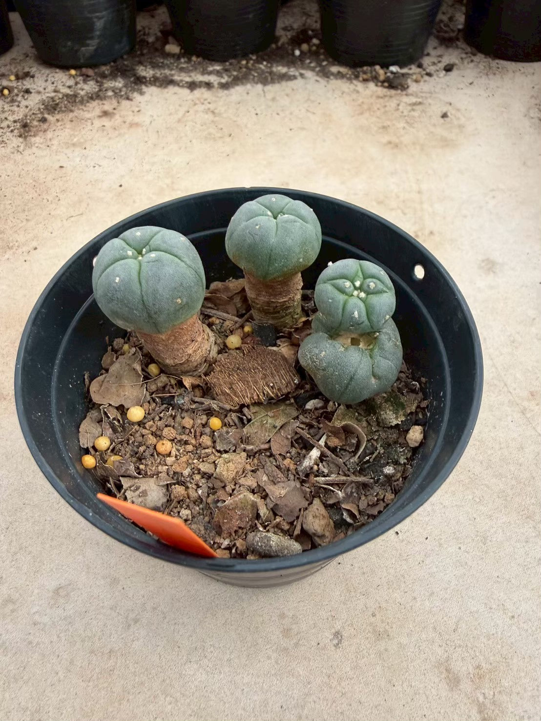 Lophophora williamsii – Peyote Cactus (Seed Grown, 3-3.5 cm, Own Root) 12 years old