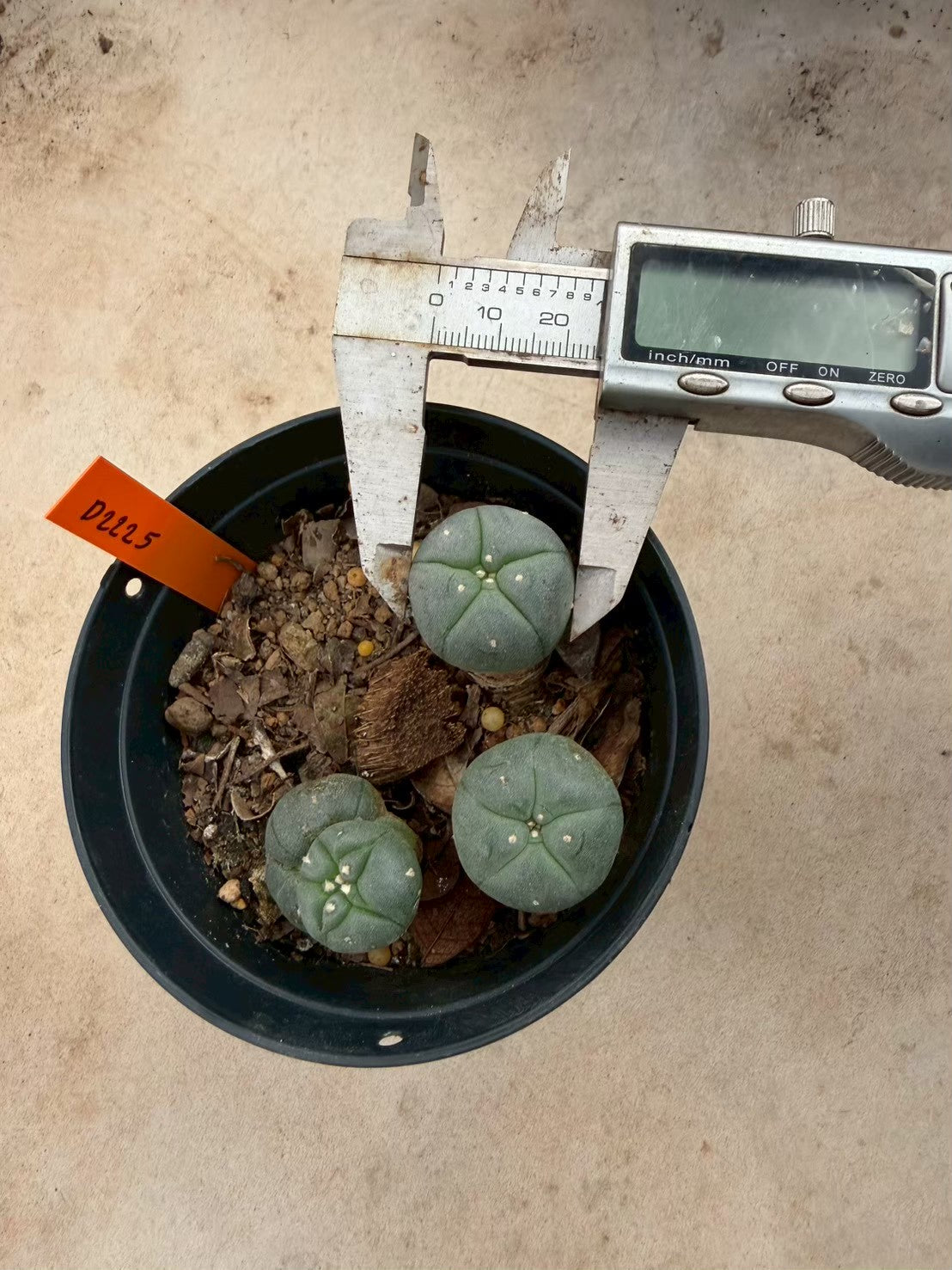 Lophophora williamsii – Peyote Cactus (Seed Grown, 3-3.5 cm, Own Root) 12 years old