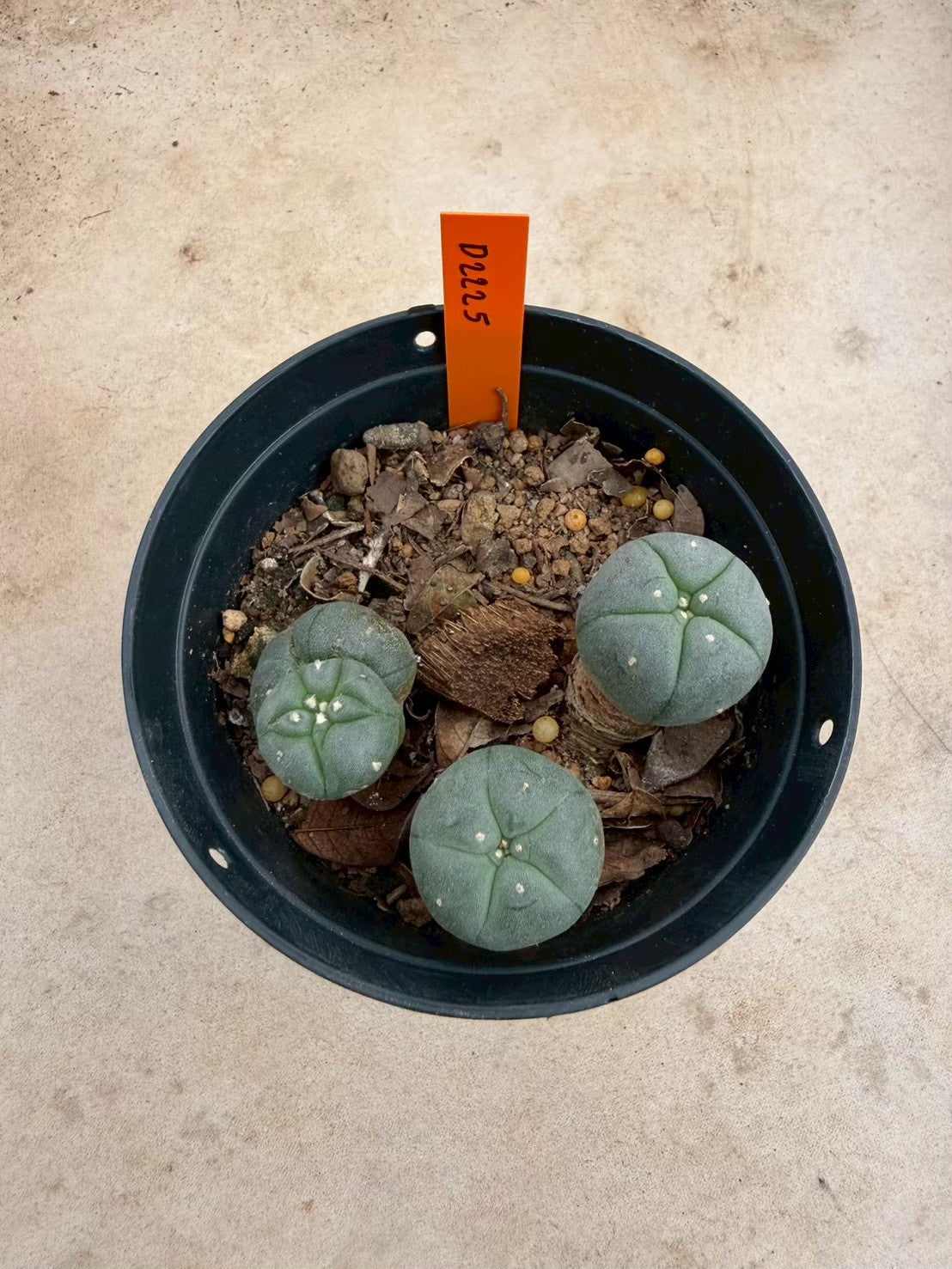 Lophophora williamsii – Peyote Cactus (Seed Grown, 3-3.5 cm, Own Root) 12 years old