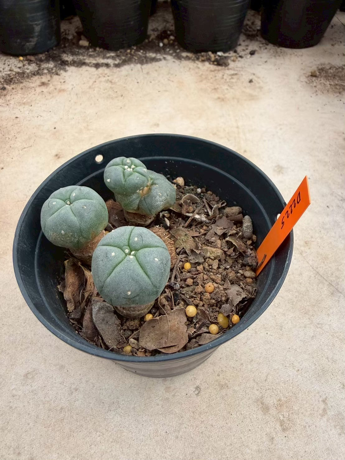 Lophophora williamsii – Peyote Cactus (Seed Grown, 3-3.5 cm, Own Root) 12 years old