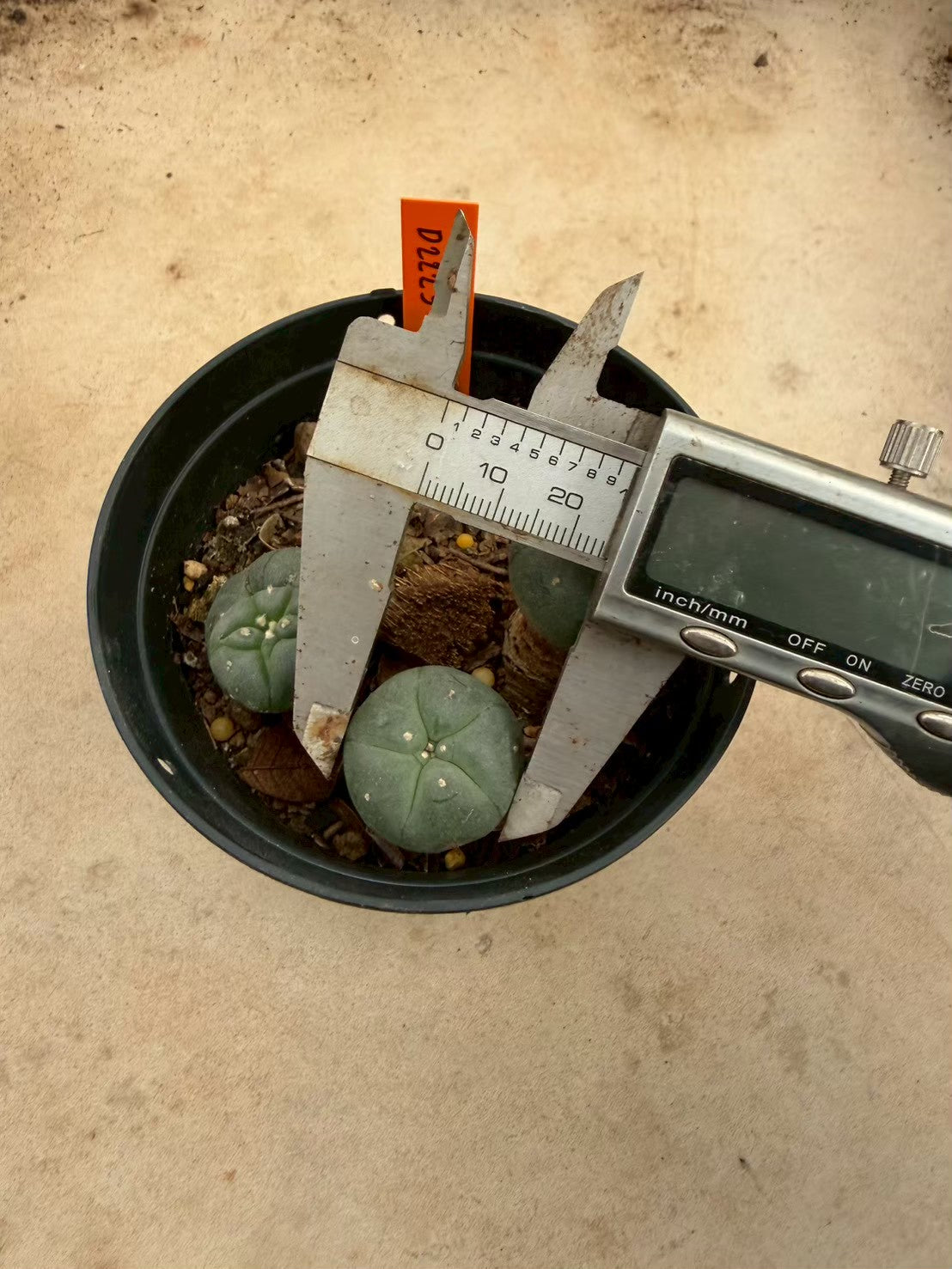 Lophophora williamsii – Peyote Cactus (Seed Grown, 3-3.5 cm, Own Root) 12 years old