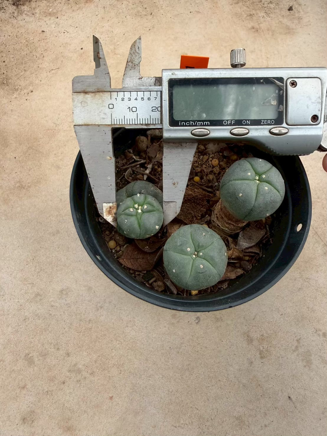 Lophophora williamsii – Peyote Cactus (Seed Grown, 3-3.5 cm, Own Root) 12 years old