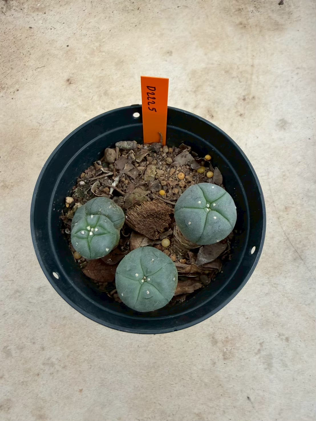 Lophophora williamsii – Peyote Cactus (Seed Grown, 3-3.5 cm, Own Root) 12 years old