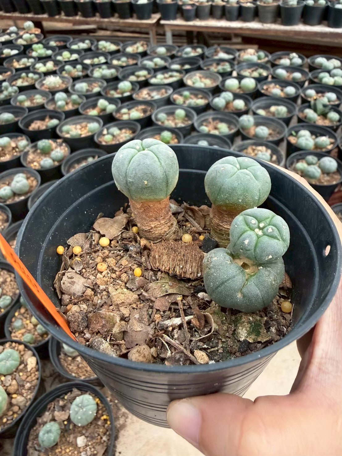 Lophophora williamsii – Peyote Cactus (Seed Grown, 3-3.5 cm, Own Root) 12 years old