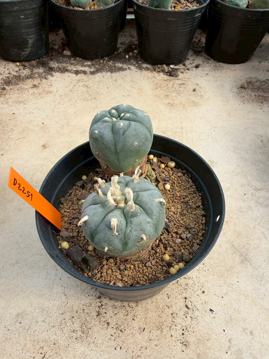 Lophophora williamsii – Peyote Cactus (Seed Grown, 3-3.5 cm, Own Root) 12 years old