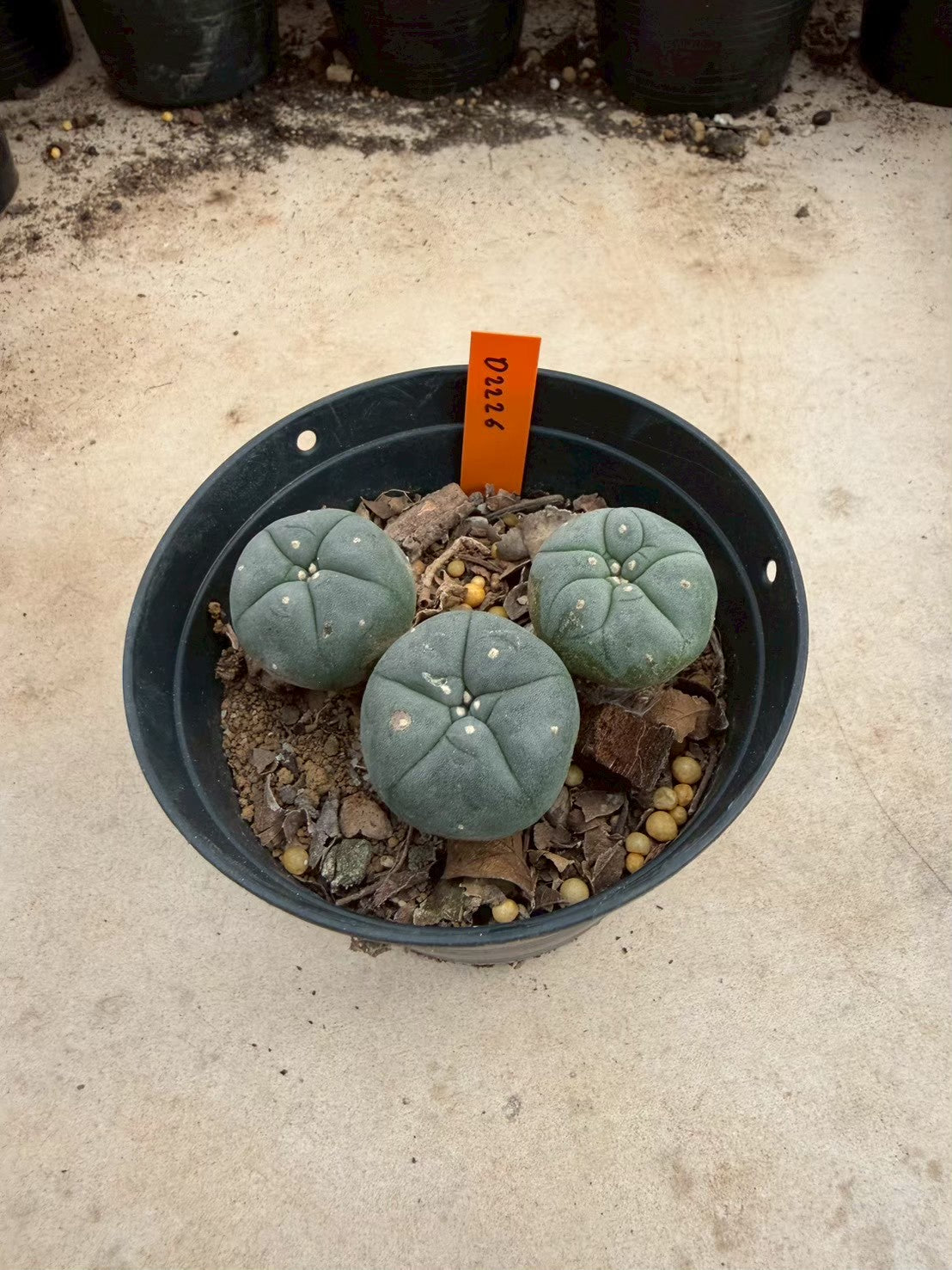 Lophophora williamsii – Peyote Cactus (Seed Grown, 3-3.5 cm, Own Root) 12 years old