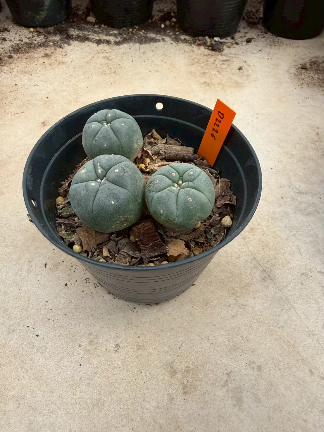 Lophophora williamsii – Peyote Cactus (Seed Grown, 3-3.5 cm, Own Root) 12 years old