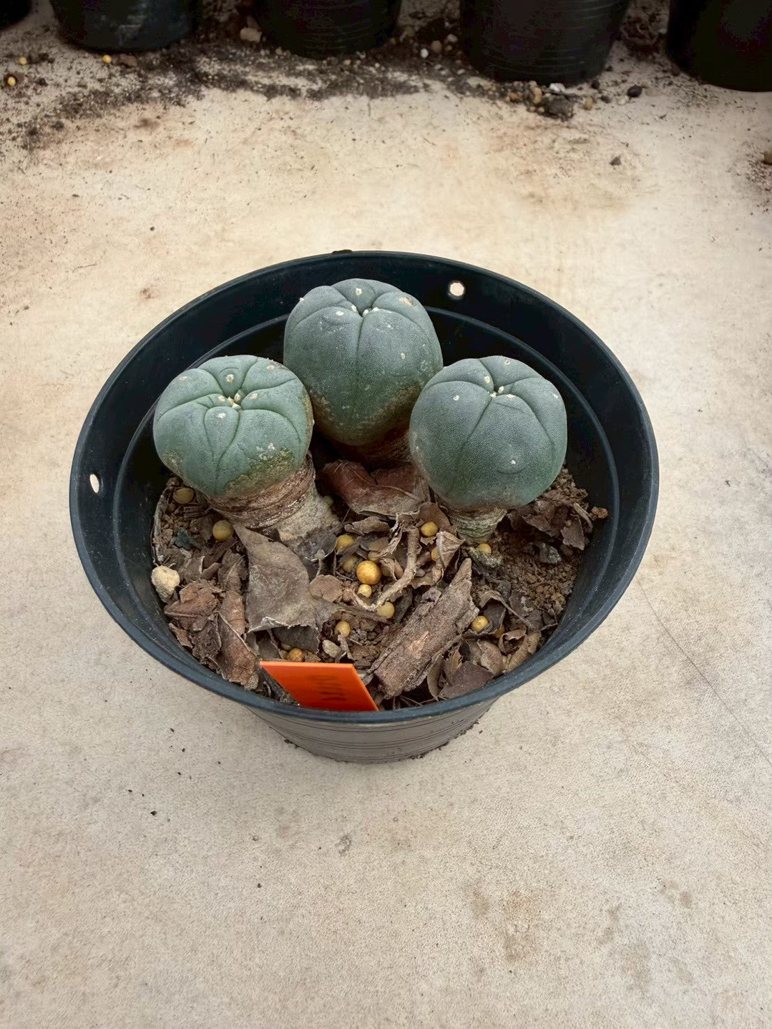 Lophophora williamsii – Peyote Cactus (Seed Grown, 3-3.5 cm, Own Root) 12 years old
