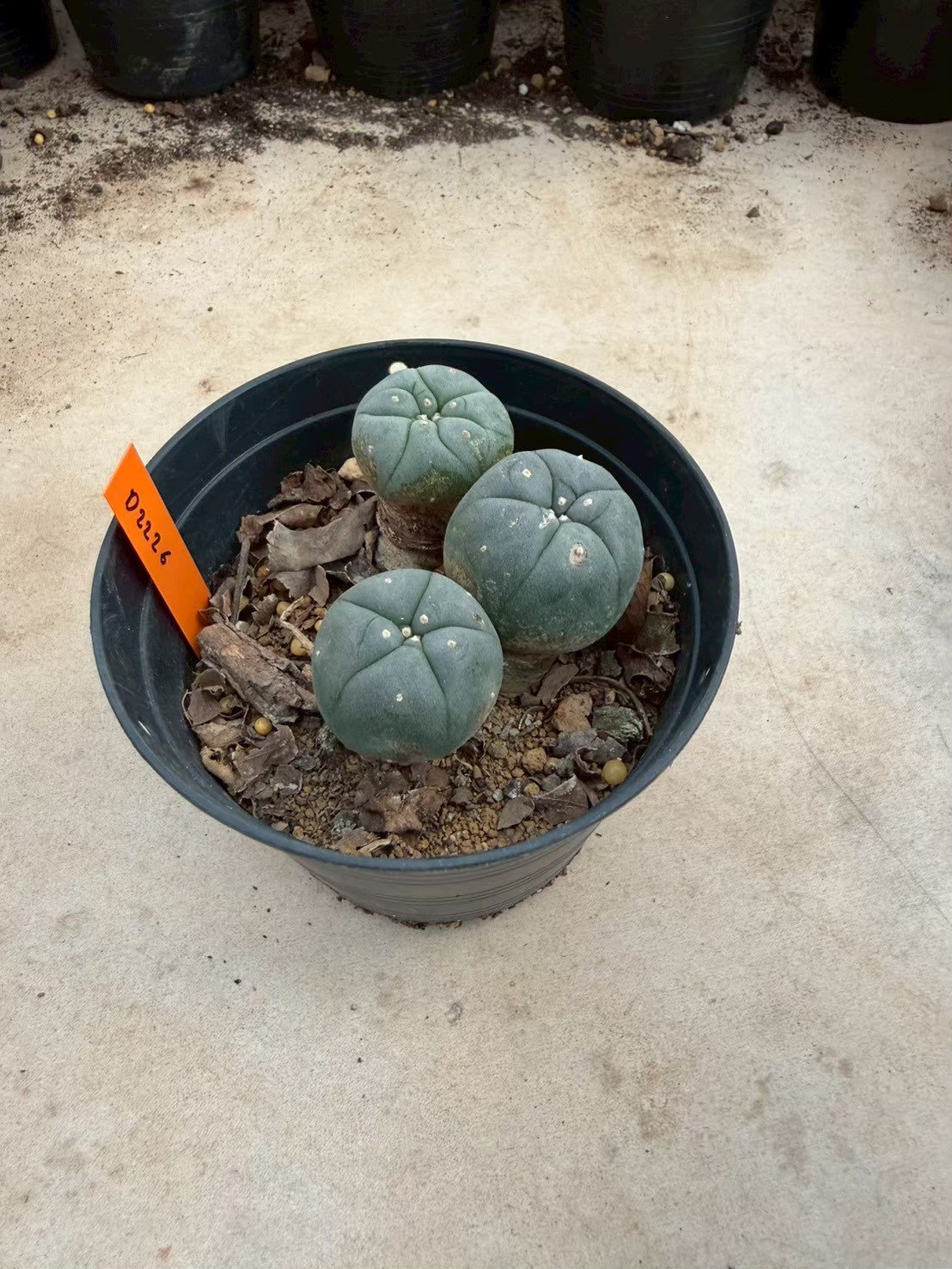 Lophophora williamsii – Peyote Cactus (Seed Grown, 3-3.5 cm, Own Root) 12 years old