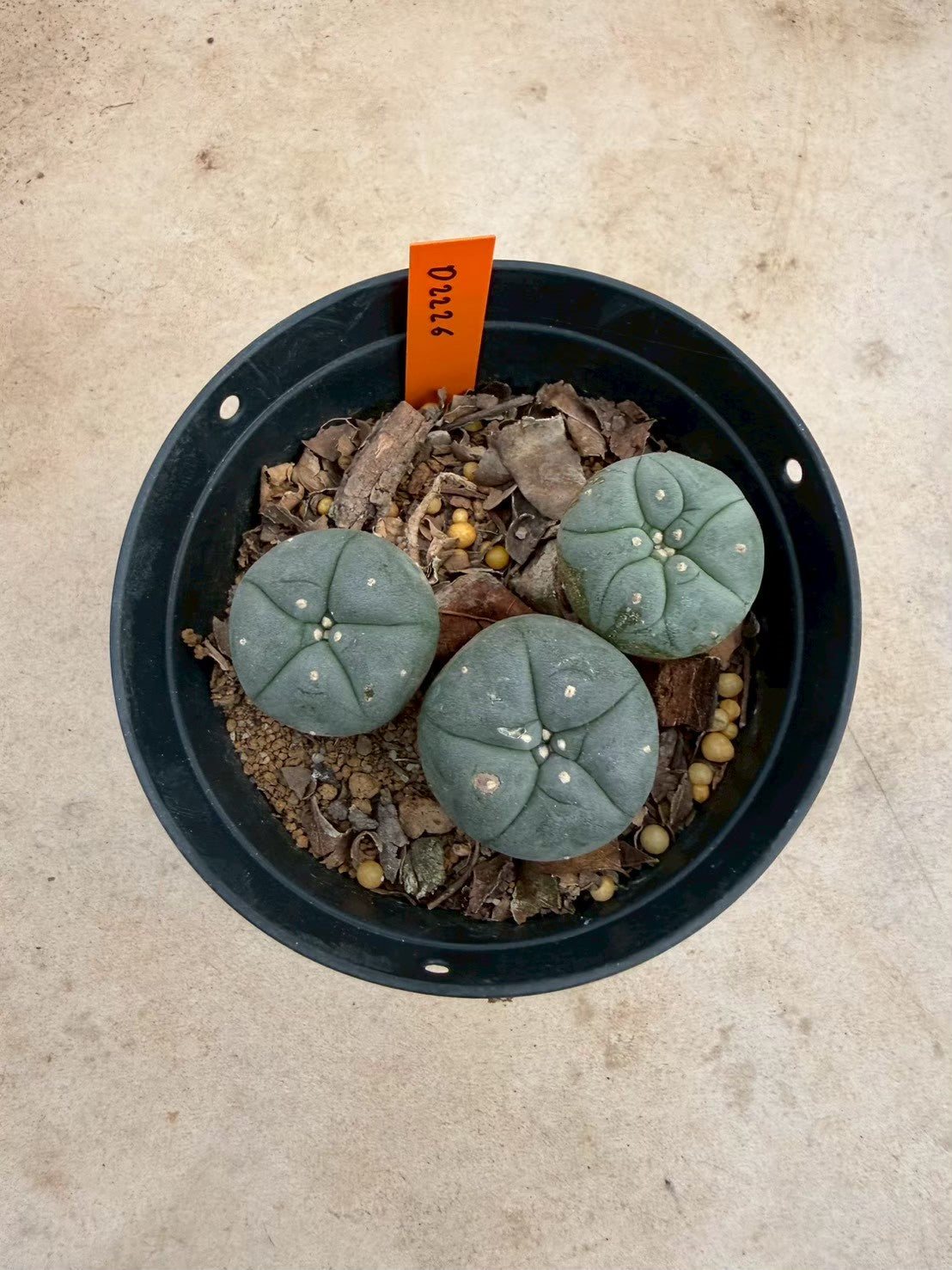 Lophophora williamsii – Peyote Cactus (Seed Grown, 3-3.5 cm, Own Root) 12 years old