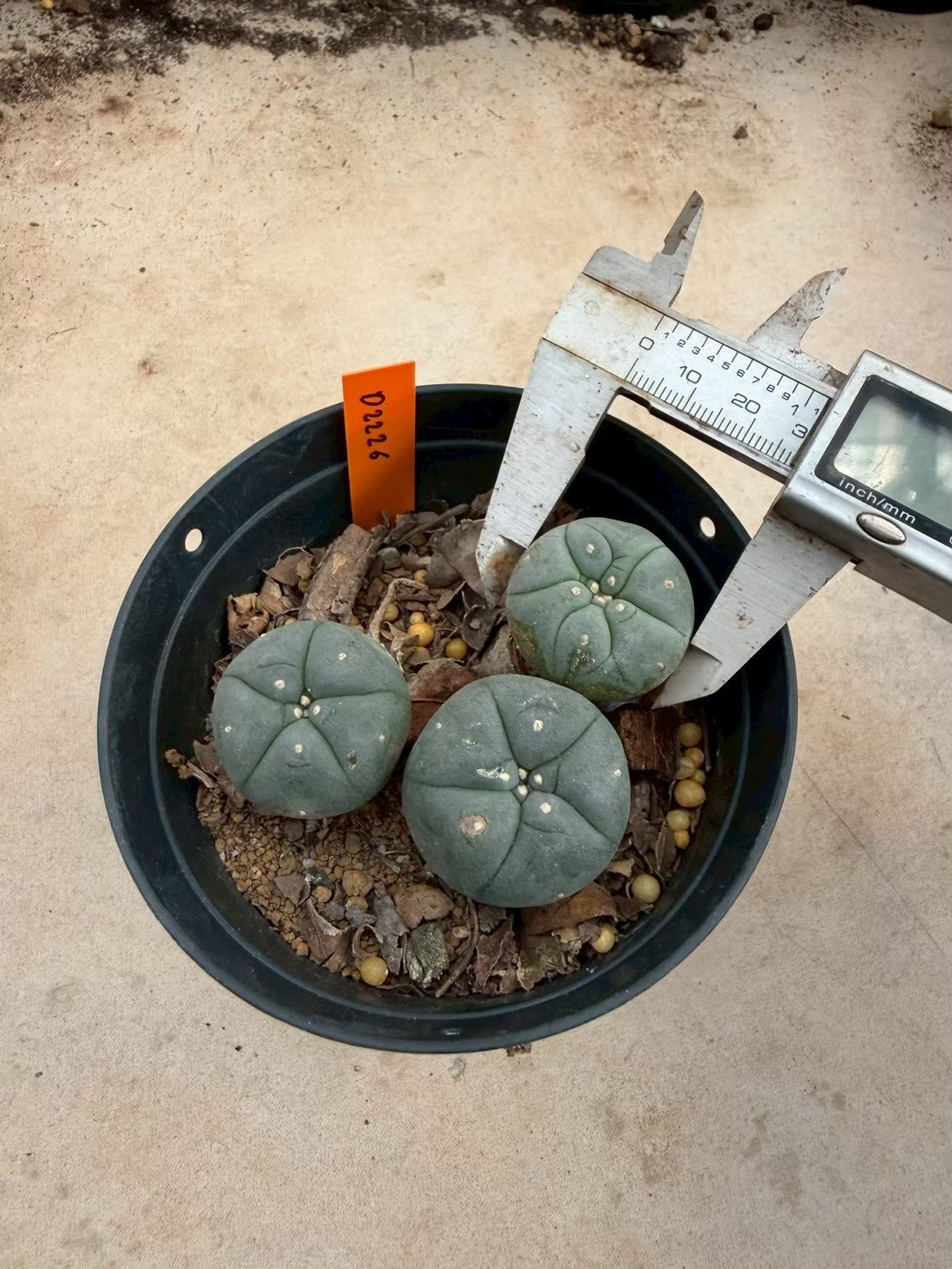 Lophophora williamsii – Peyote Cactus (Seed Grown, 3-3.5 cm, Own Root) 12 years old