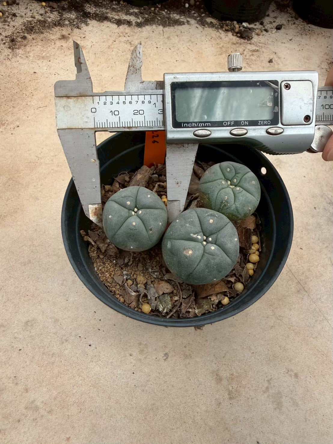 Lophophora williamsii – Peyote Cactus (Seed Grown, 3-3.5 cm, Own Root) 12 years old