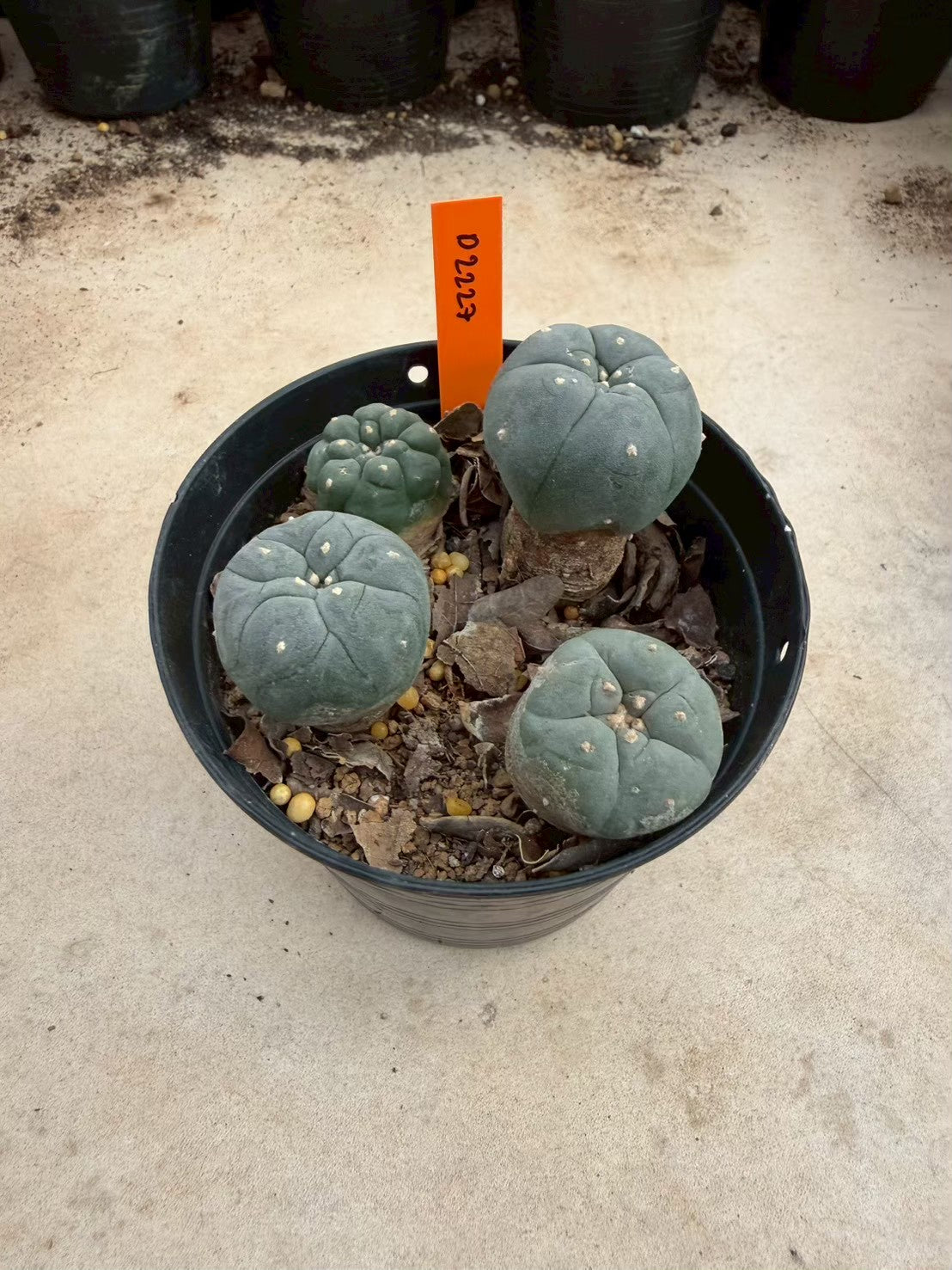 Lophophora williamsii – Peyote Cactus (Seed Grown, 3-3.5 cm, Own Root) 12 years old