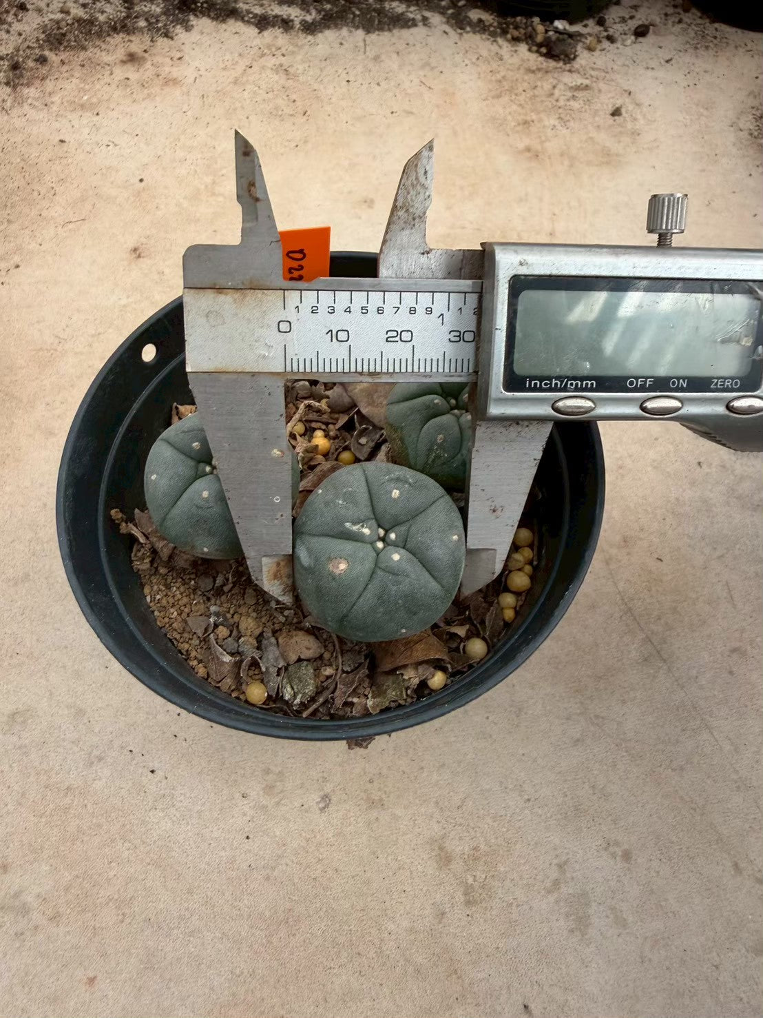 Lophophora williamsii – Peyote Cactus (Seed Grown, 3-3.5 cm, Own Root) 12 years old