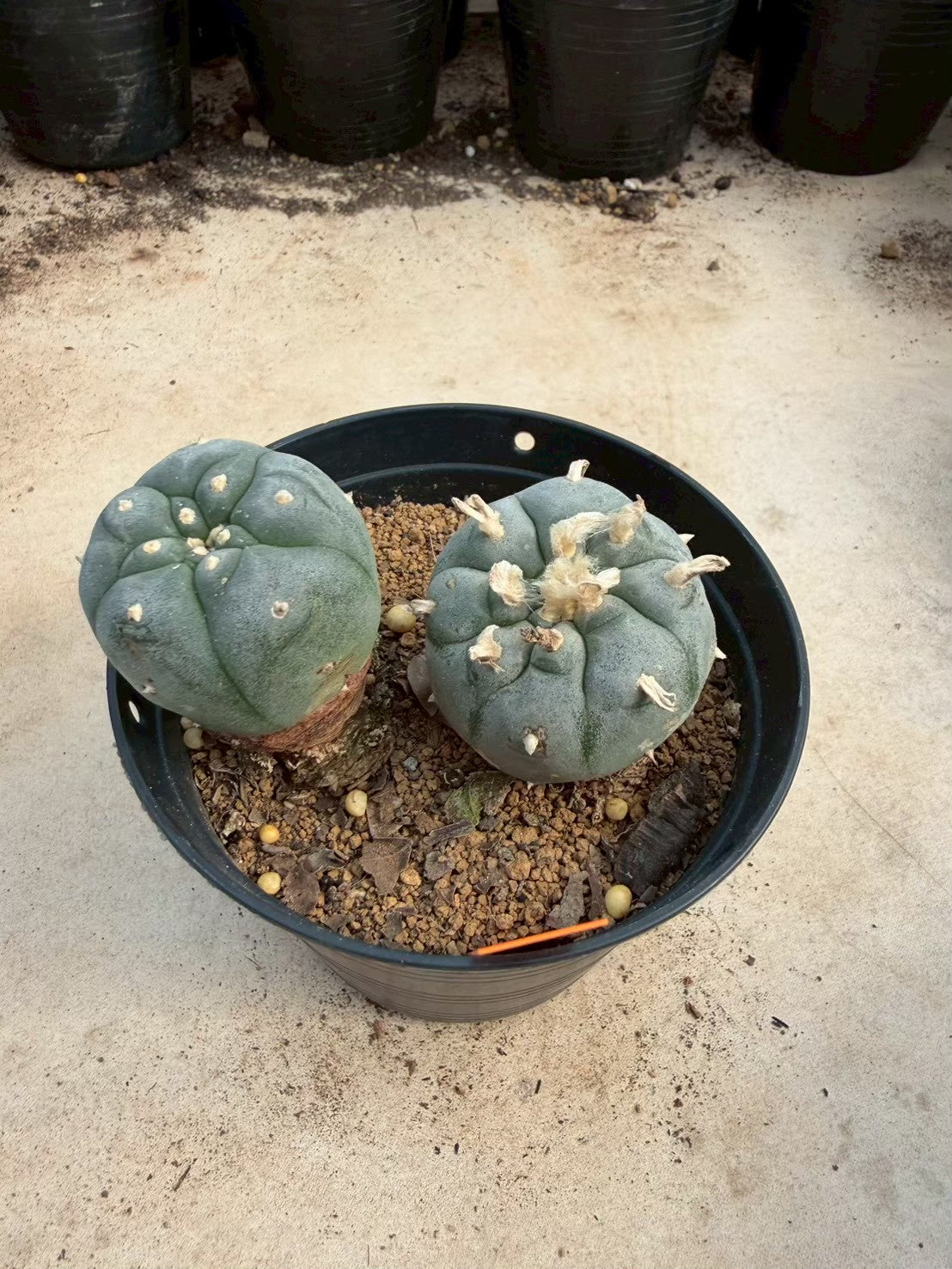 Lophophora williamsii – Peyote Cactus (Seed Grown, 3-3.5 cm, Own Root) 12 years old