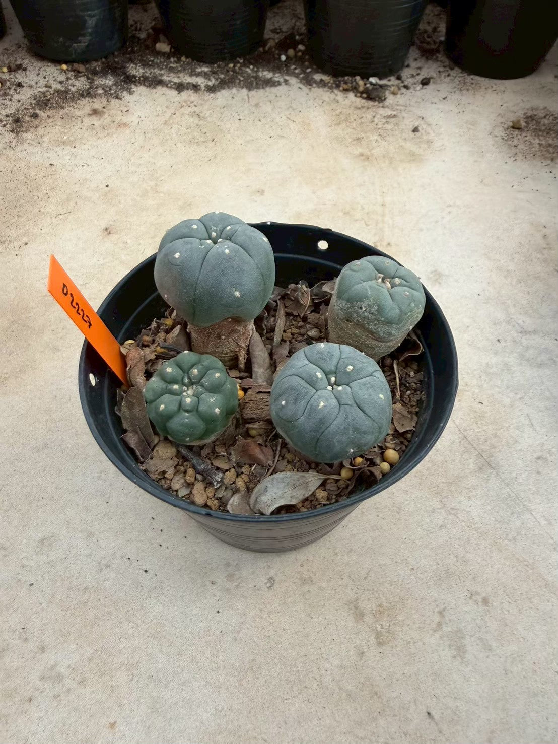 Lophophora williamsii – Peyote Cactus (Seed Grown, 3-3.5 cm, Own Root) 12 years old