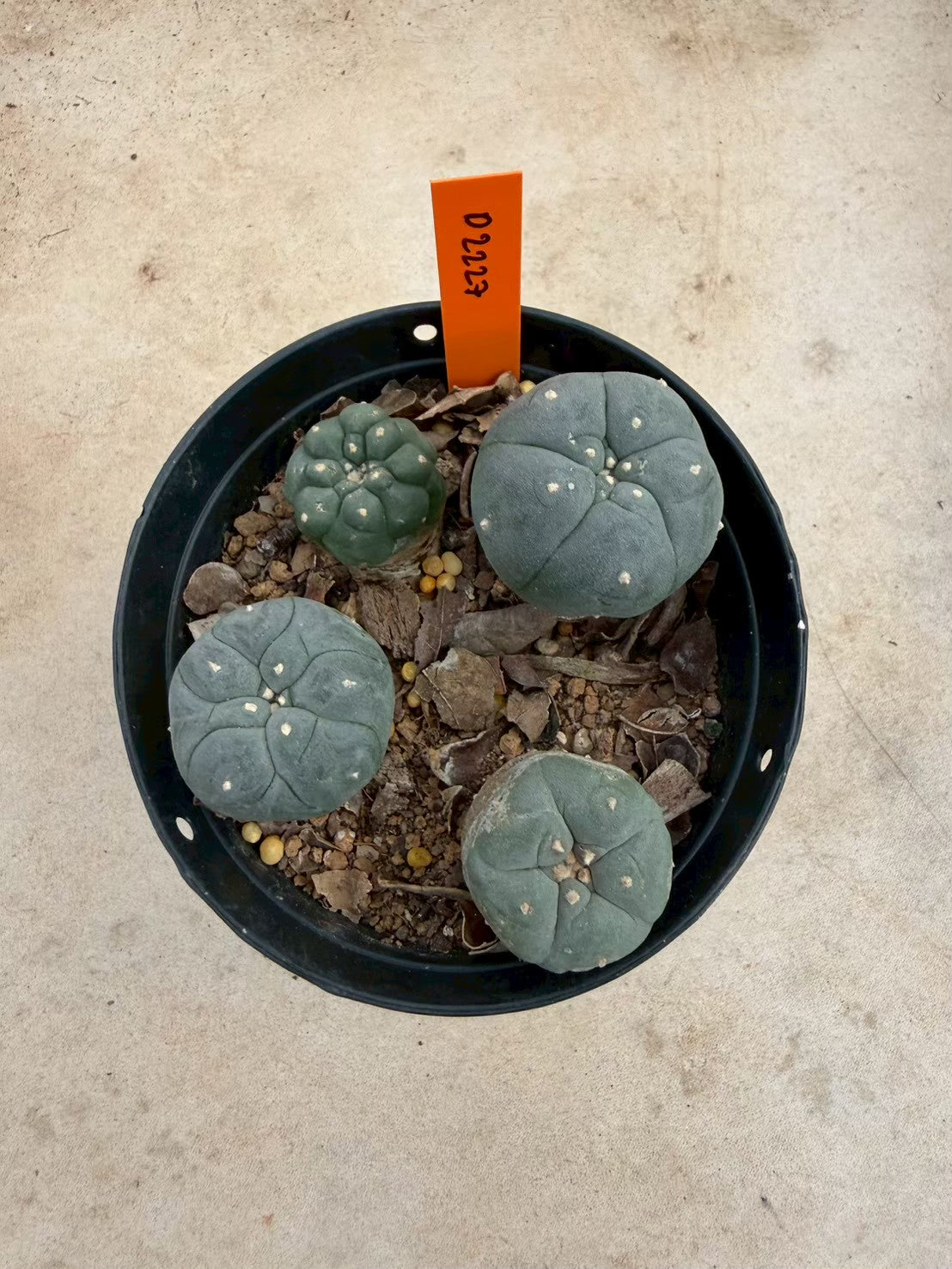 Lophophora williamsii – Peyote Cactus (Seed Grown, 3-3.5 cm, Own Root) 12 years old