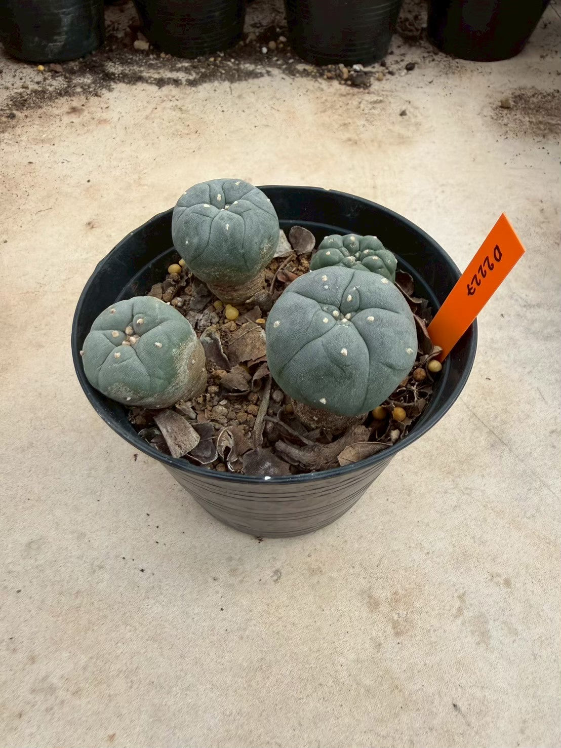 Lophophora williamsii – Peyote Cactus (Seed Grown, 3-3.5 cm, Own Root) 12 years old