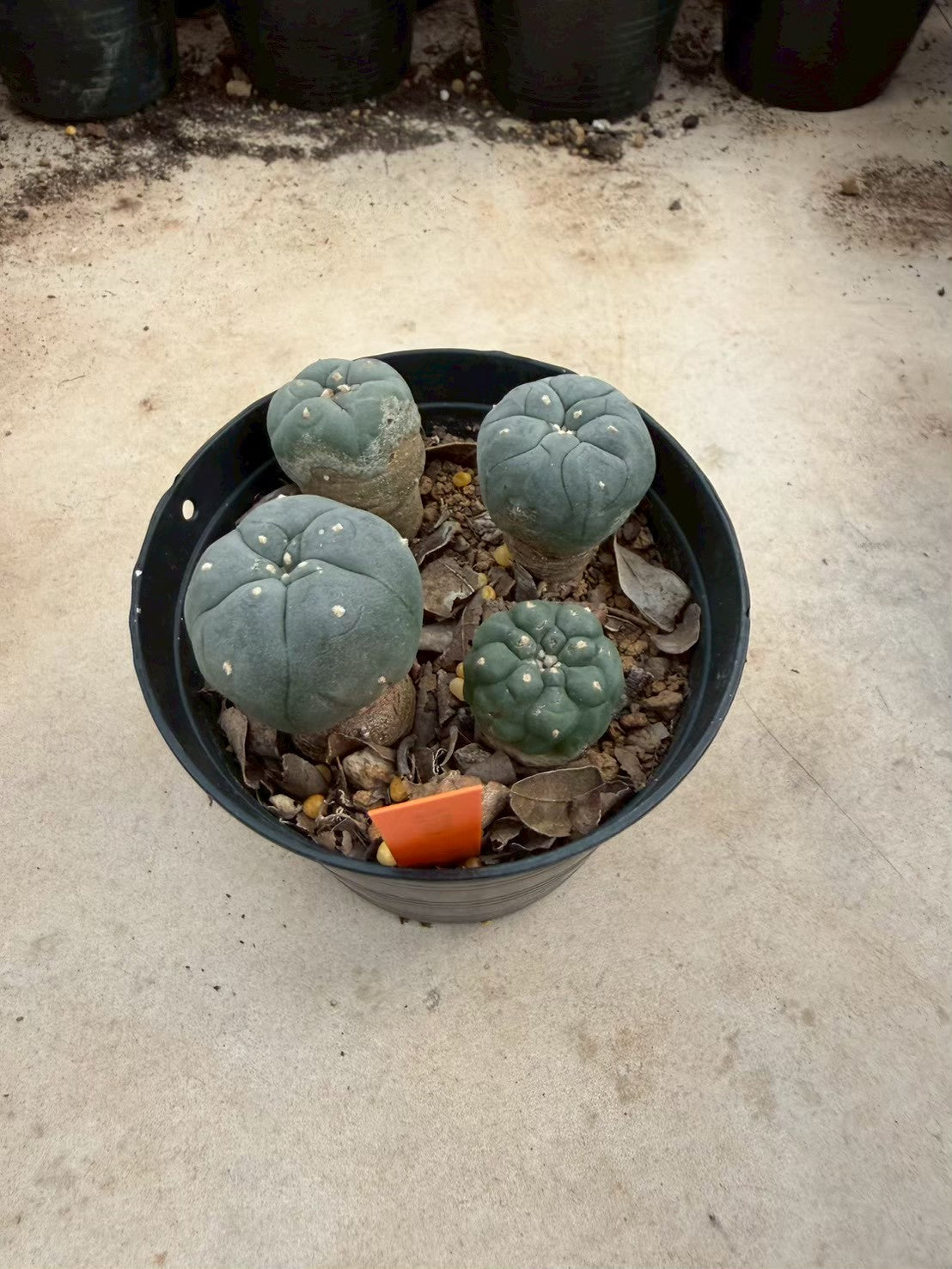 Lophophora williamsii – Peyote Cactus (Seed Grown, 3-3.5 cm, Own Root) 12 years old