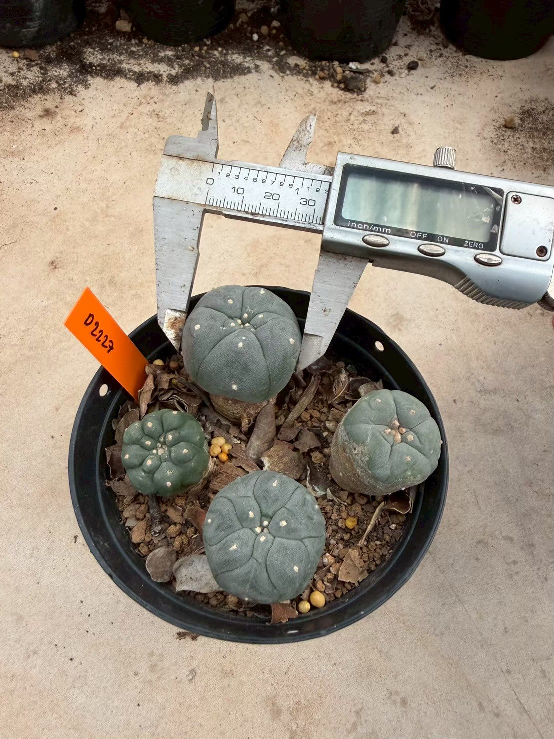 Lophophora williamsii – Peyote Cactus (Seed Grown, 3-3.5 cm, Own Root) 12 years old
