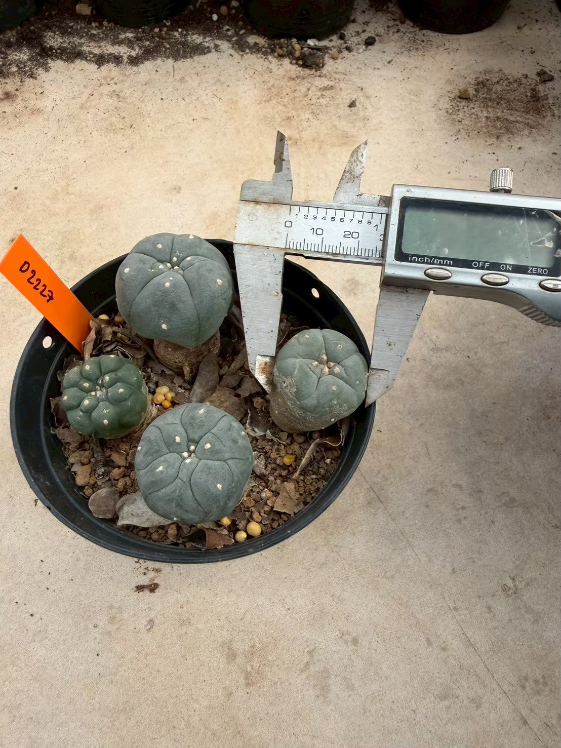 Lophophora williamsii – Peyote Cactus (Seed Grown, 3-3.5 cm, Own Root) 12 years old