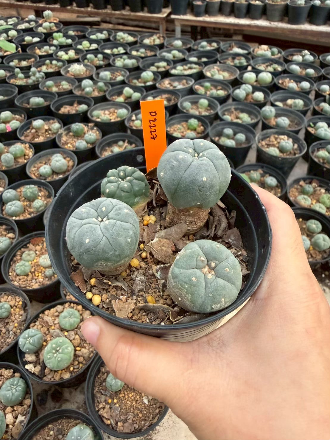 Lophophora williamsii – Peyote Cactus (Seed Grown, 3-3.5 cm, Own Root) 12 years old