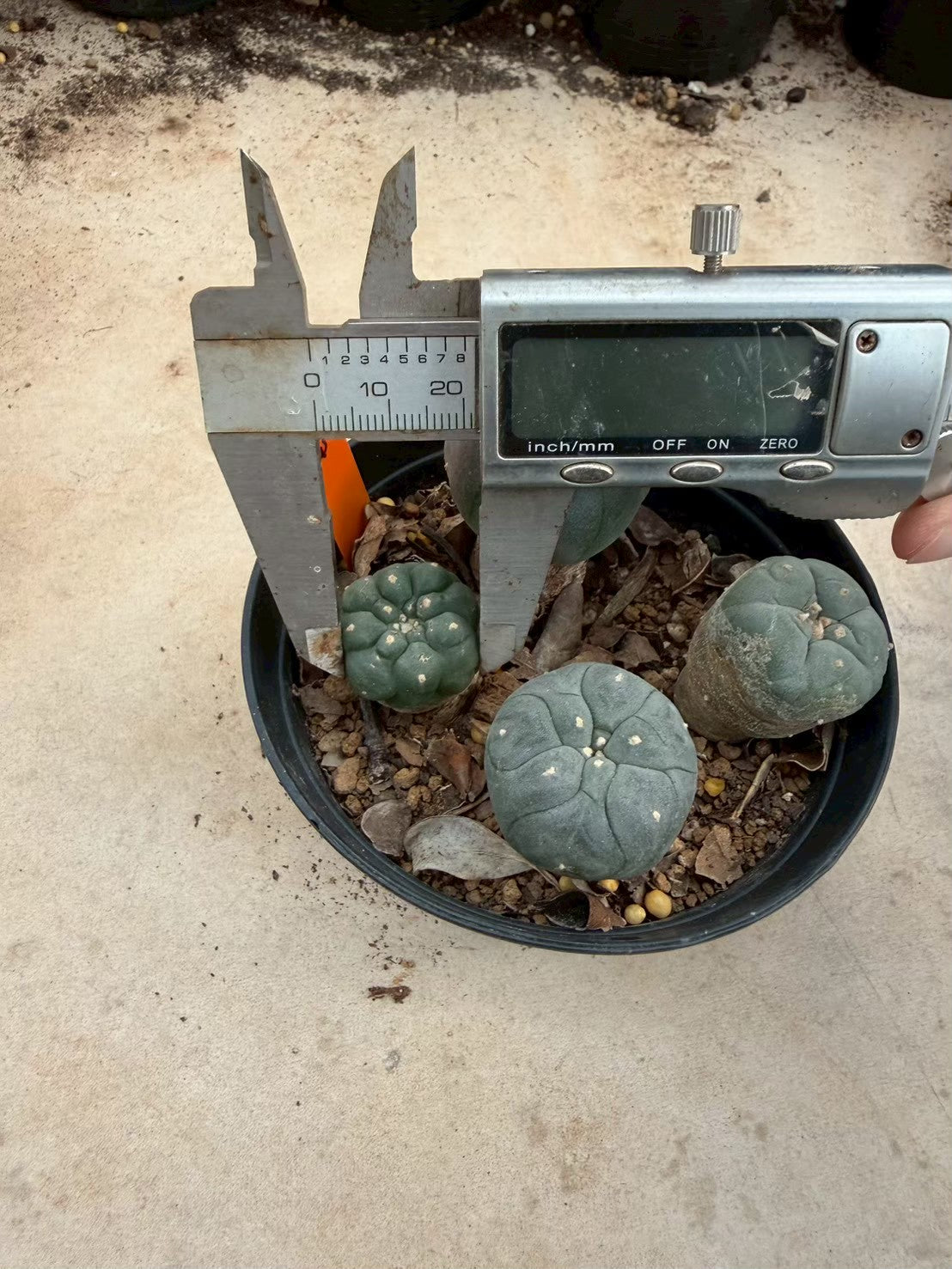 Lophophora williamsii – Peyote Cactus (Seed Grown, 3-3.5 cm, Own Root) 12 years old