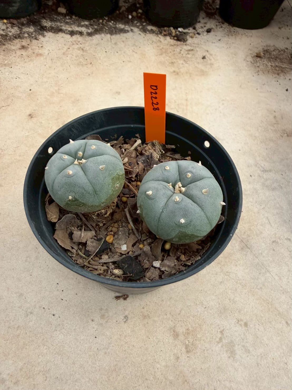 Lophophora williamsii – Peyote Cactus (Seed Grown, 3-3.5 cm, Own Root) 12 years old