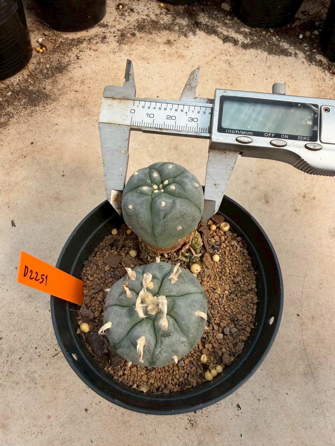 Lophophora williamsii – Peyote Cactus (Seed Grown, 3-3.5 cm, Own Root) 12 years old