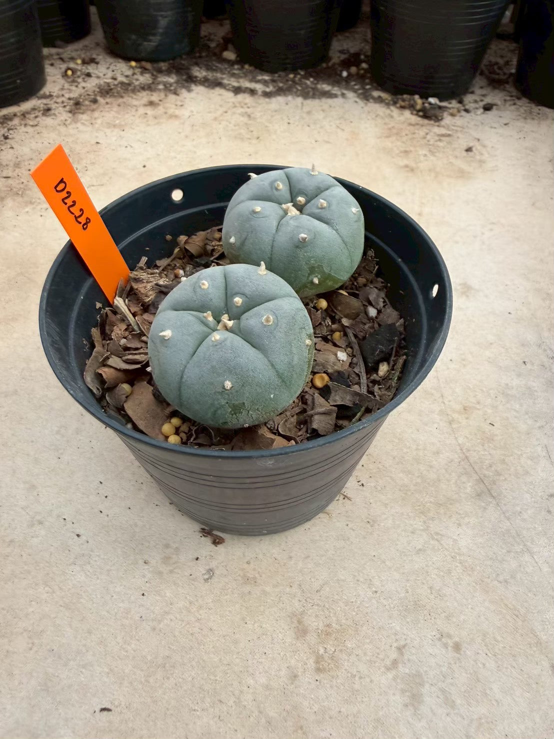 Lophophora williamsii – Peyote Cactus (Seed Grown, 3-3.5 cm, Own Root) 12 years old